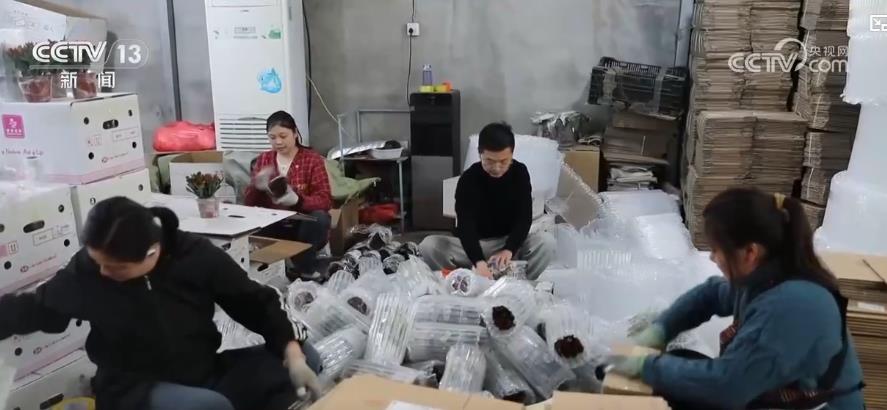 春日鲜花“春运”忙：科技助力鲜花运输“流动花园”物流效率提升(图1)