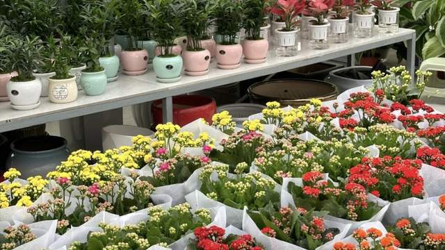 成都人去哪逛花市?这些好去处别错过(图3)