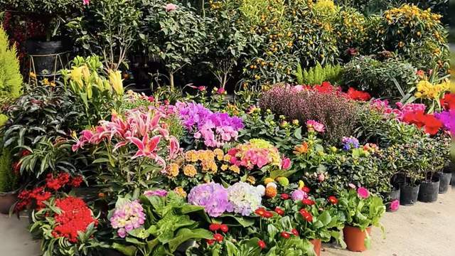 成都人去哪逛花市?这些好去处别错过(图2)