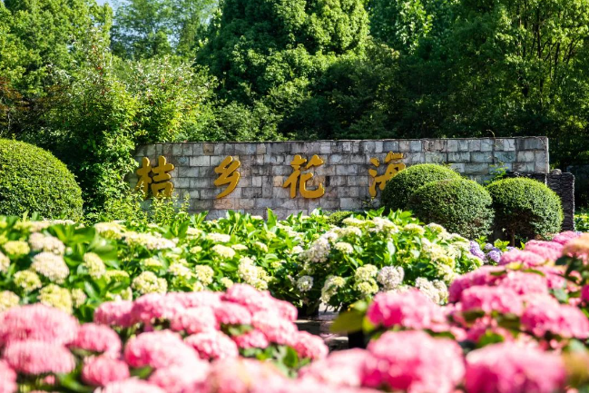 惠水好花红镇：绣球花海织就文旅融合新图景(图3)