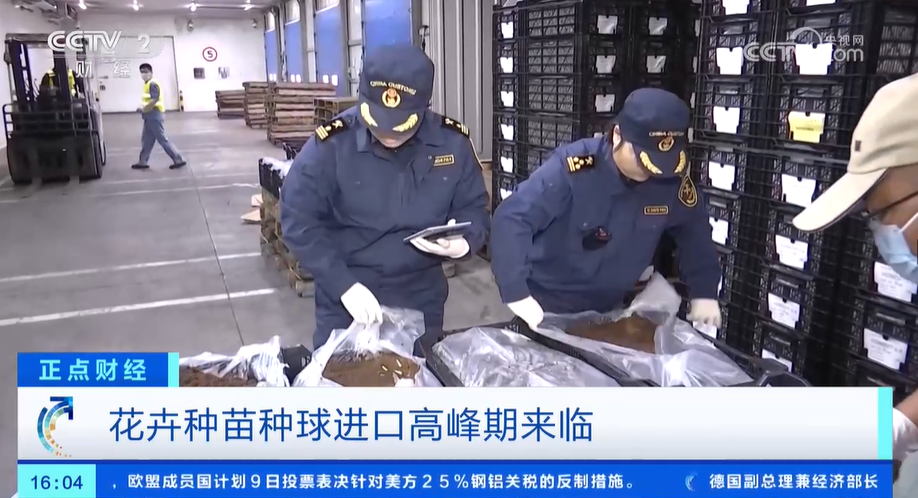 花卉消费市场崛起花卉种苗种球进口迎来高峰期(图1)