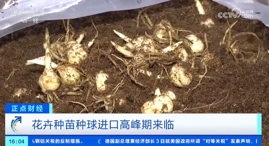 花卉消费市场崛起花卉种苗种球进口迎来高峰期(图2)