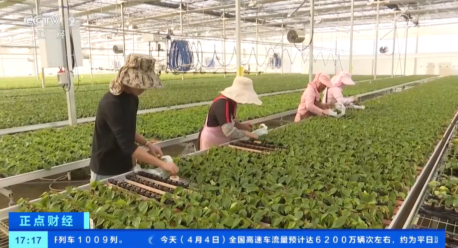 花卉消费市场崛起花卉种苗种球进口迎来高峰期(图5)