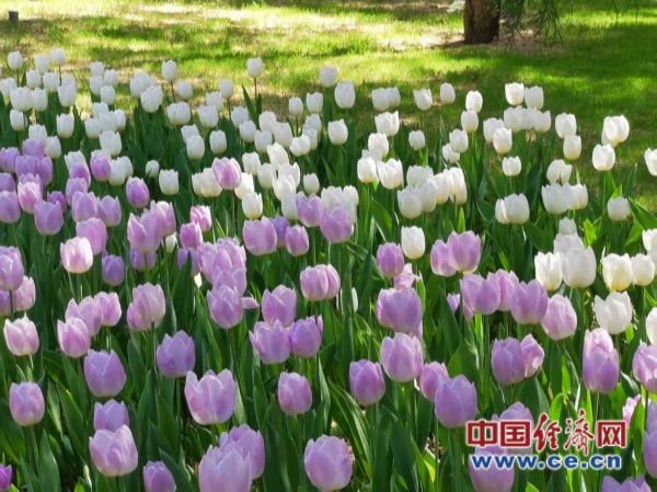 赏花经济：文旅融合下的产业升级新图景(图1)