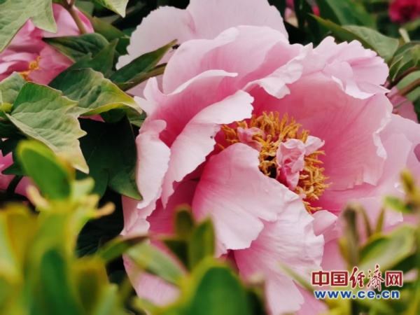 赏花经济：文旅融合下的产业升级新图景(图3)