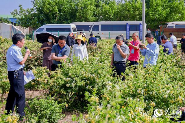 河南封丘：如何把一朵花做成20亿元大产业(图2)