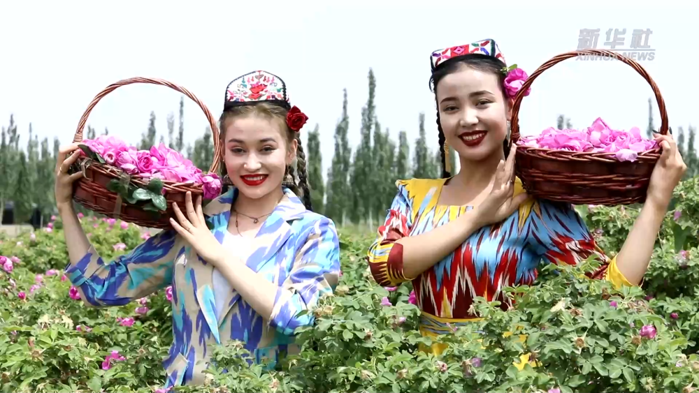 新华全媒+丨新疆于田沙漠玫瑰开出“致富花”(图6)