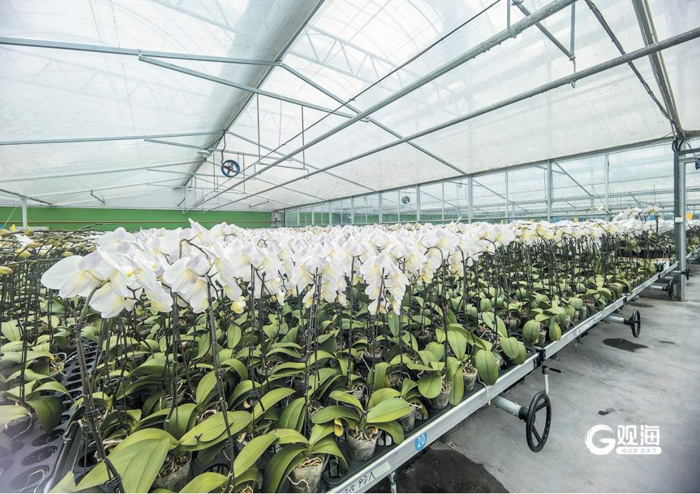 一季度出口鲜花五百多万株同比增长三成多！青岛花卉苗木企业加速“出海”(图1)