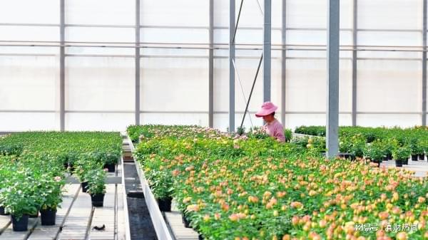 富滇银行昆明晋宁支行助力“云花”四季芳香(图1)
