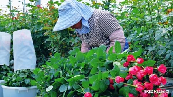富滇银行昆明晋宁支行助力“云花”四季芳香(图2)