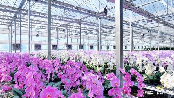 富滇银行昆明晋宁支行助力“云花”四季芳香(图3)
