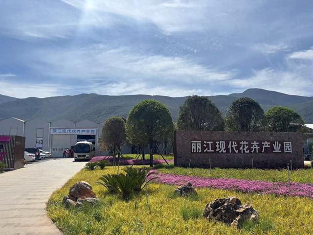 玉龙雪山下的“鲜花经济”(图1)