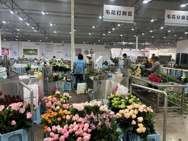 玉龙雪山下的“鲜花经济”(图2)