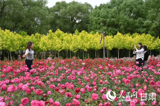 甘肃永靖：文明花开满城芳(图2)