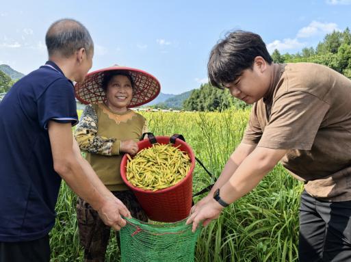 重庆秀山峨溶镇：黄花地里开出“致富花”(图3)