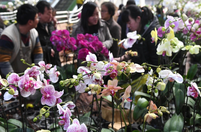 云南大批鲜花上市花卉市场迎交易高峰(图2)
