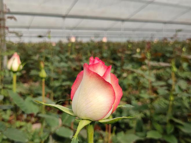 从花卉到蓝莓：雷马散光膜如何成为高原农业的“防灼伤万能公式”(图1)