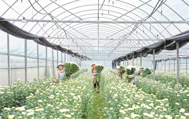 菊花展艳采摘忙(图1)