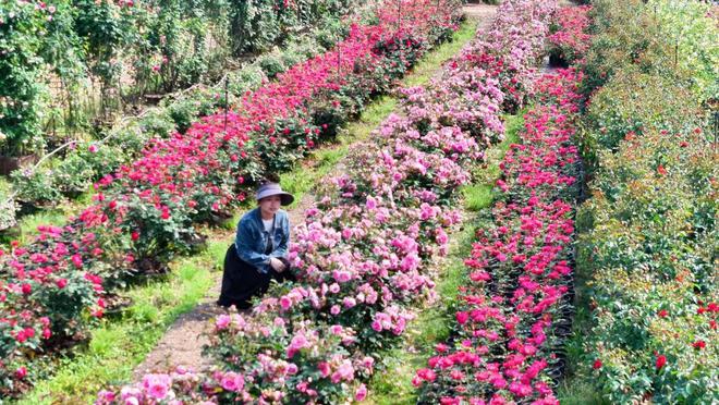 都来嘻！金东这里藏着一片浪漫花海→(图3)