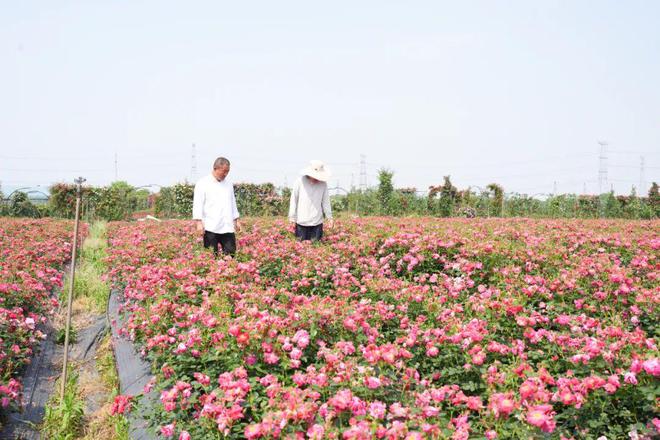 都来嘻！金东这里藏着一片浪漫花海→(图1)