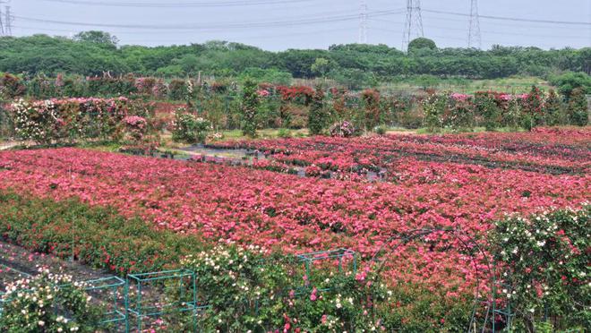 都来嘻！金东这里藏着一片浪漫花海→(图2)