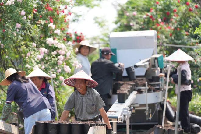 都来嘻！金东这里藏着一片浪漫花海→(图4)