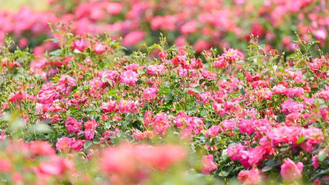 都来嘻！金东这里藏着一片浪漫花海→(图5)