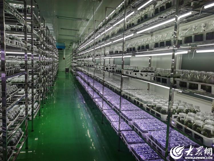 亚泰农业：潍坊青州跑出个“山东省花卉产业领军者”(图3)