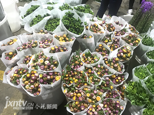 【共舞长江经济带】夜访昆明斗南花卉市场全国70%鲜切花来自这里(图3)