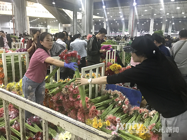 【共舞长江经济带】夜访昆明斗南花卉市场全国70%鲜切花来自这里(图4)