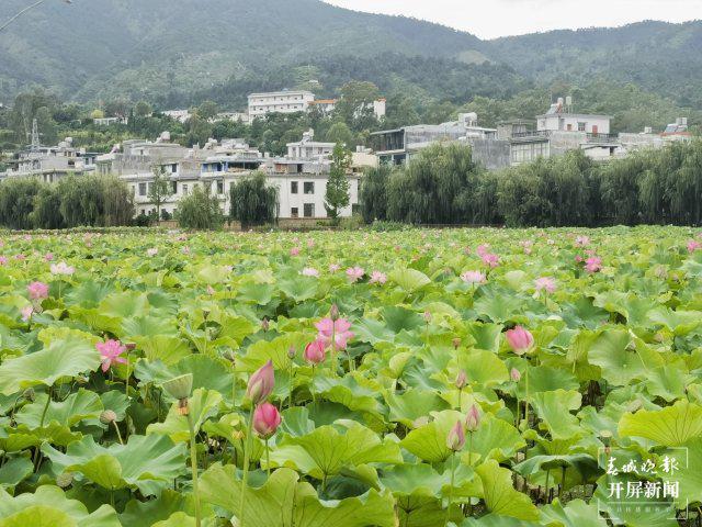 楚雄姚安举行旅居推介会：生态赋能打造“星空+花卉”旅居品牌(图9)