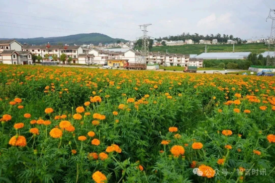 云南花御史农业科技公司带动武定乌东德电站移民搬迁最大安置点金沙社区群众绽放幸福生活(图4)