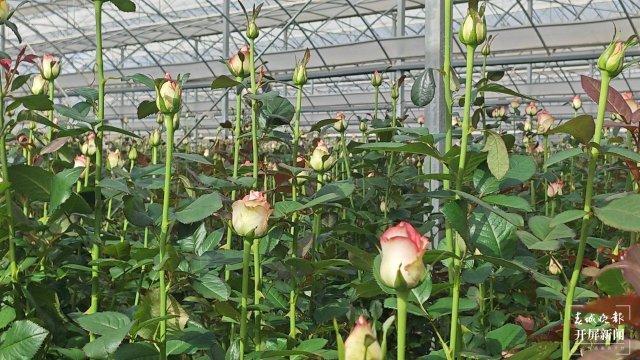 看见新职业95后“新农人”的花海答卷(图2)