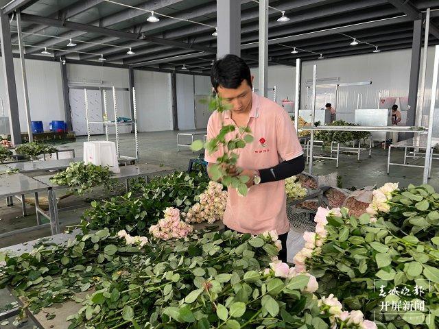 看见新职业95后“新农人”的花海答卷(图4)