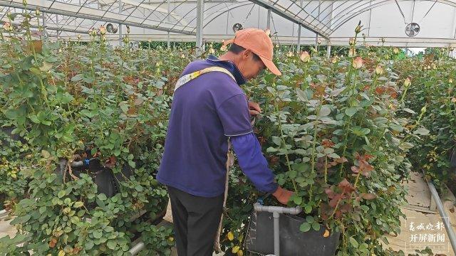 看见新职业95后“新农人”的花海答卷(图3)