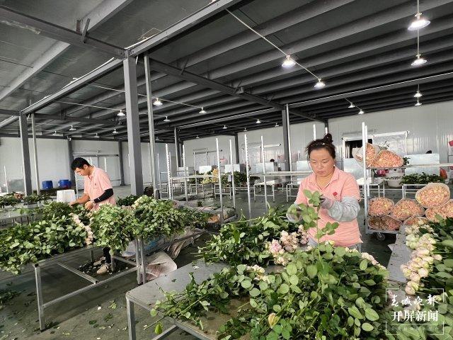 看见新职业95后“新农人”的花海答卷(图6)