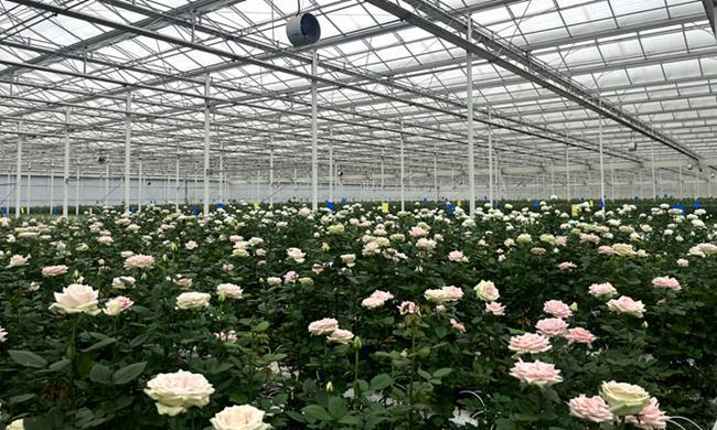 团结花开彩云南丨丽江现代花卉产业园：一朵花带富一方人(图1)