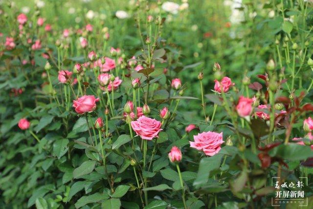 幸福升级文明加码开远：花卉产业绽放新活力(图5)
