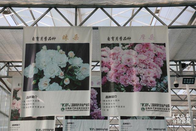 幸福升级文明加码开远：花卉产业绽放新活力(图4)