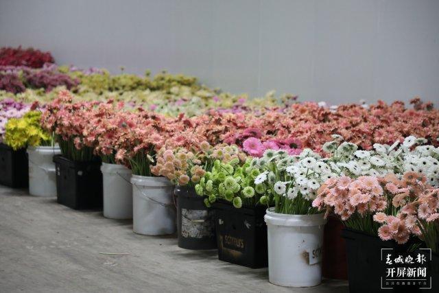 幸福升级文明加码开远：花卉产业绽放新活力(图3)