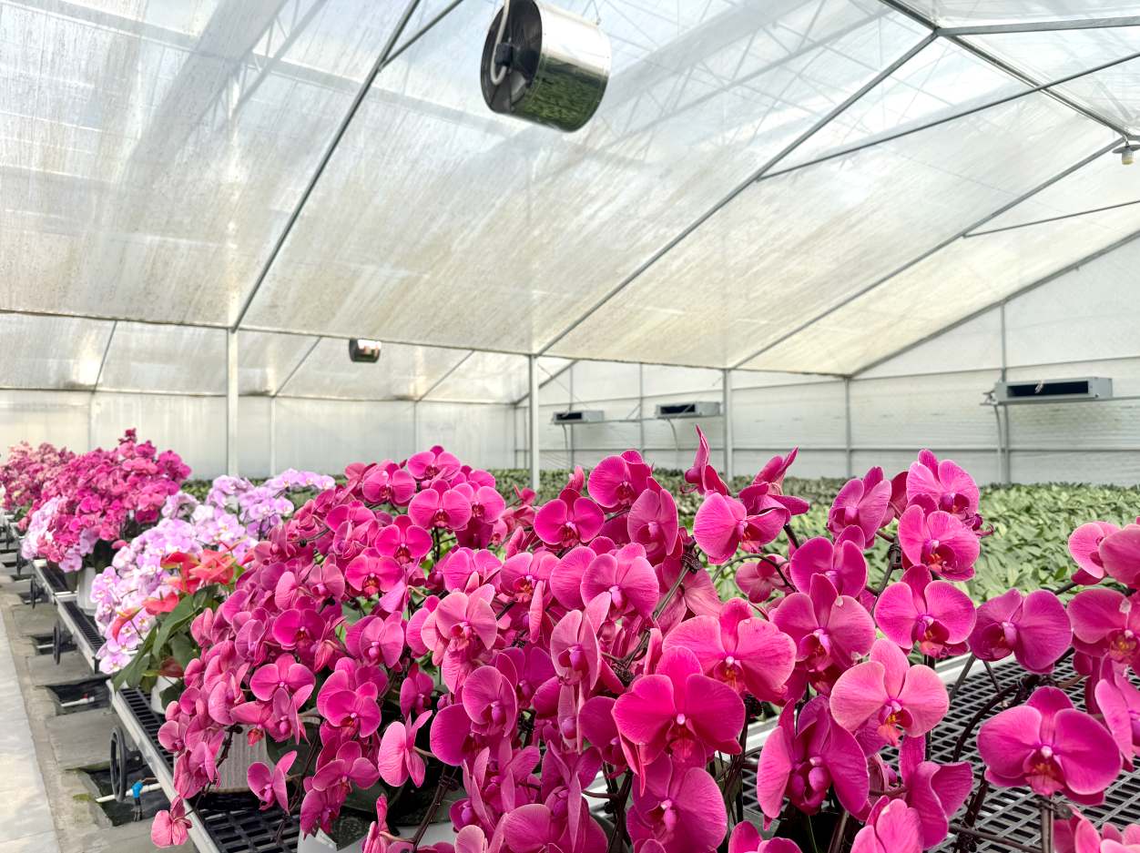 上林縣打造花卉特色品牌助力鄉村振興(图1)