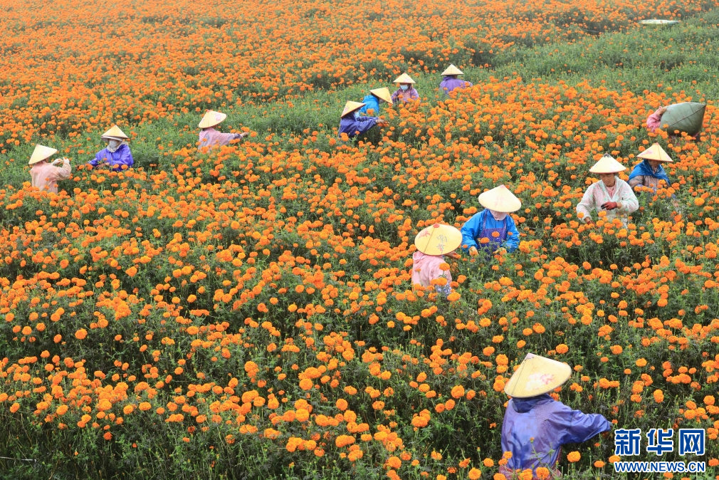 云南腾冲凤凰村:万寿菊盛开致富花_新华网(图4)