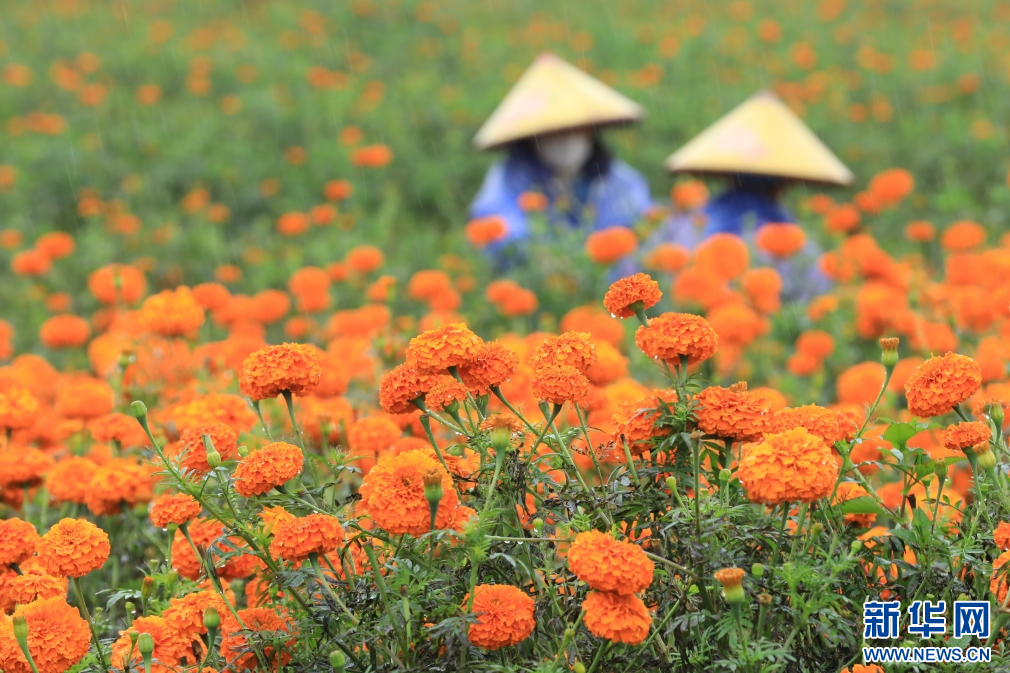 云南腾冲凤凰村:万寿菊盛开致富花_新华网(图6)