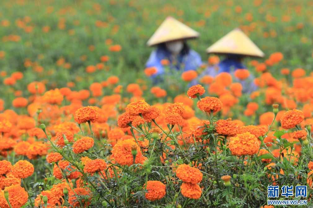 云南腾冲凤凰村：万寿菊盛开致富花(图6)