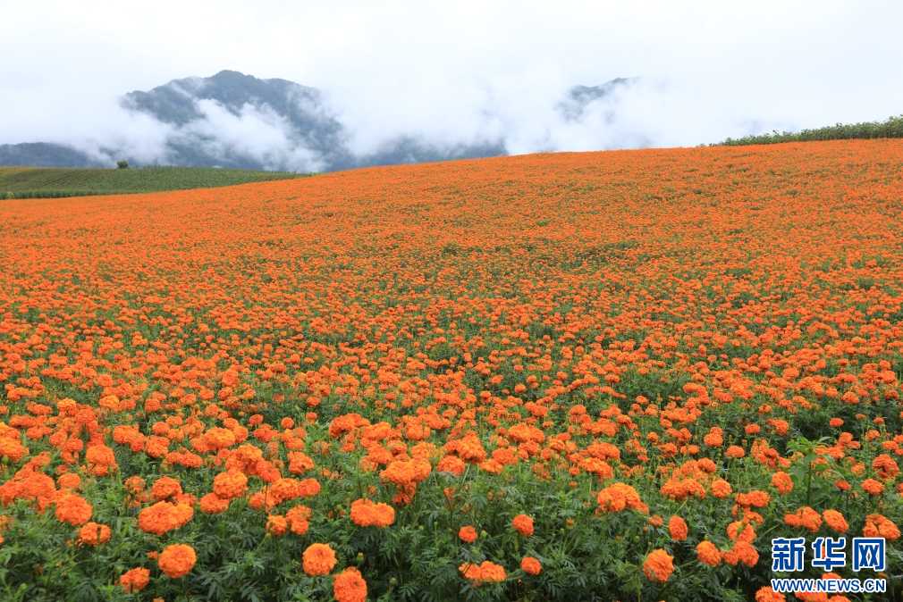 云南腾冲凤凰村：万寿菊盛开致富花(图7)