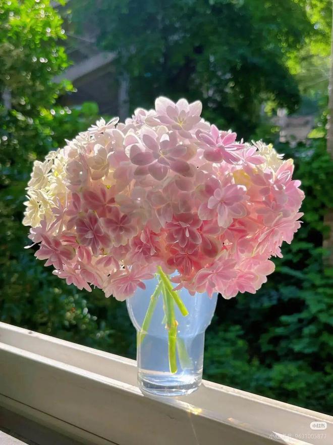 中产“超级花卉”一夏天卖了200万枝(图1)