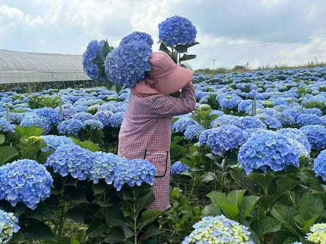 中产“超级花卉”一夏天卖了200万枝(图4)