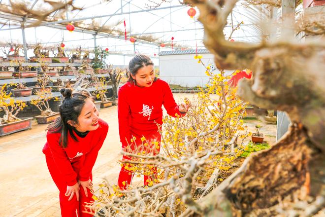 “禁止蕉绿”网红绿植治愈你(图2)
