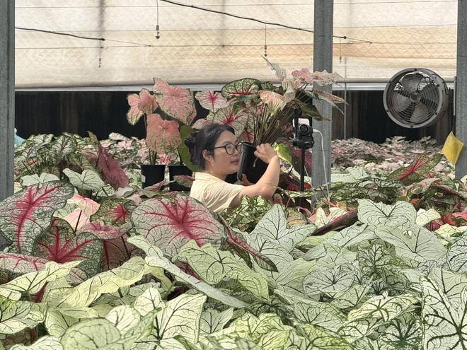 “禁止蕉绿”网红绿植治愈你(图3)