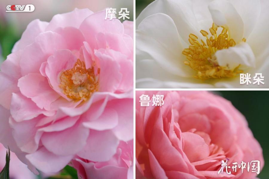 《花开中国》红河篇收视与口碑齐飞全网热议引爆“云花”热潮(图5)